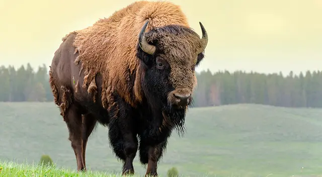 Bisonte americano Bisonte americano