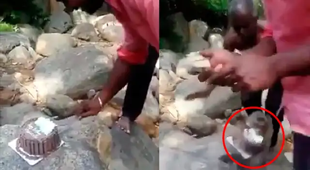 Mono se hizo viral en India tras robar torta a cumpleañero. Mono se hizo viral en India tras robar torta a cumpleañero.
