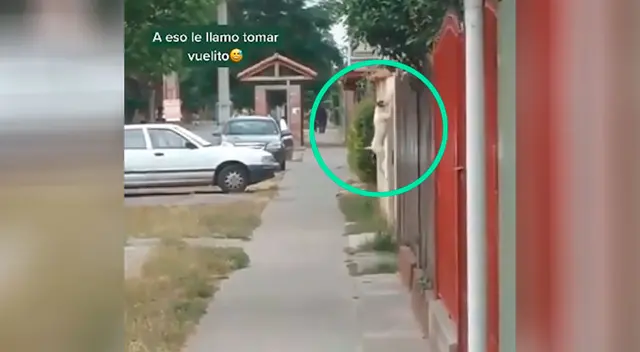 La impresionante maniobra de un perro para ir a visitar a su amada La impresionante maniobra de un perro para ir a visitar a su amada