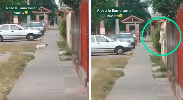 La impresionante maniobra de un perro para ir a visitar a su amada La impresionante maniobra de un perro para ir a visitar a su amada