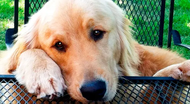 Perrito abraza a su dueño para que su padre no le siga gritando Perrito abraza a su dueño para que su padre no le siga gritando