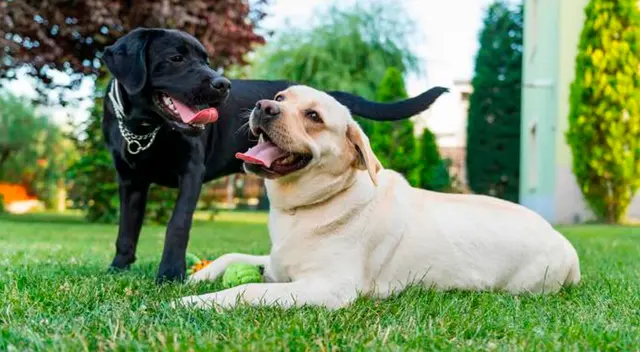 Día Mundial del Perro: perra en celo.