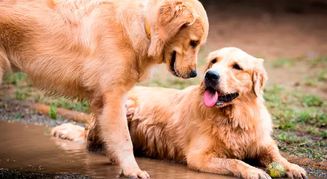 Día Mundial del Perro: perra en celo.