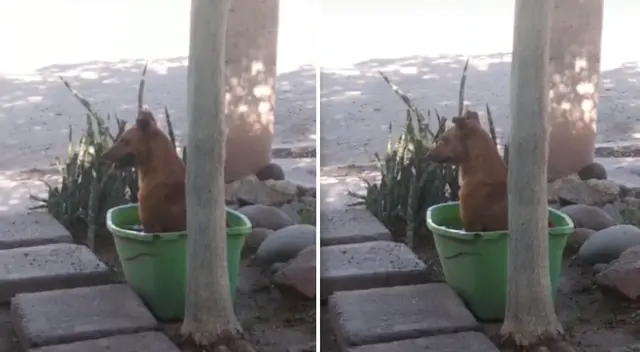 La tina de agua estaba destinada para que otros animales se refrescaran. La tina de agua estaba destinada para que otros animales se refrescaran.
