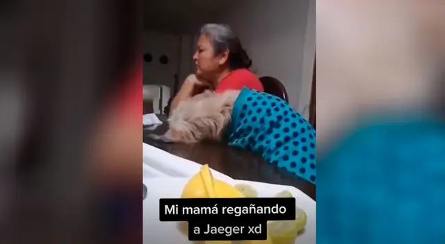 La tierna disculpa de un perrito para que su dueña no lo siga regañando