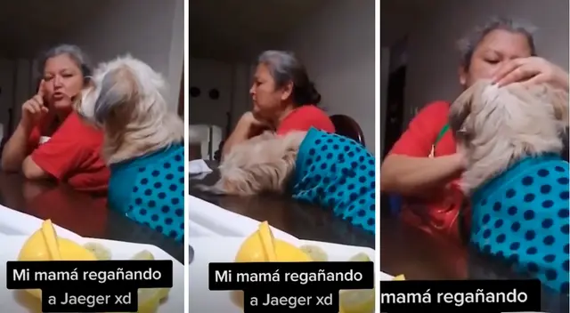 La tierna disculpa de un perrito para que su dueña no lo siga regañando