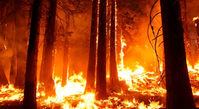 Incendio forestal. Incendio forestal.