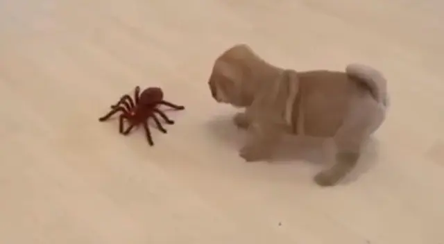 Cachorros se enfrentan a una tarántula de juguete y tienen adorable reacción Cachorros se enfrentan a una tarántula de juguete y tienen adorable reacción