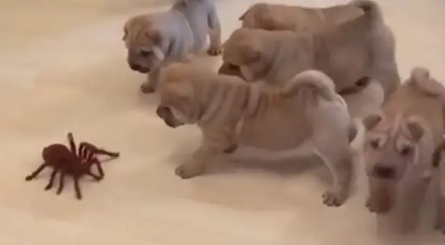 Cachorros se enfrentan a una tarántula de juguete y tienen adorable reacción Cachorros se enfrentan a una tarántula de juguete y tienen adorable reacción
