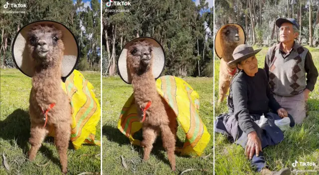 Desliza para ver la divertida sesión de fotos de la alpaca modelo.