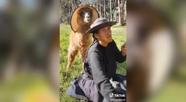 Desliza para ver la divertida sesión de fotos de la alpaca modelo.