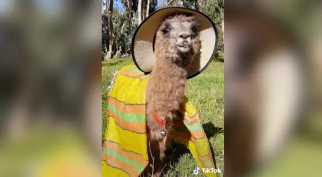 Desliza para ver la divertida sesión de fotos de la alpaca modelo.