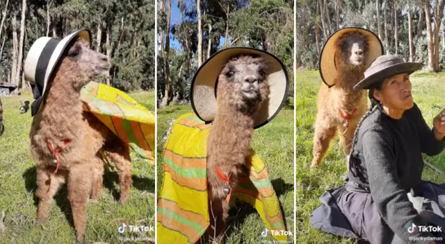 Desliza para ver la divertida sesión de fotos de la alpaca modelo.