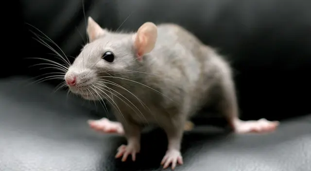 Rata generó alboroto en conocida calle limeña.