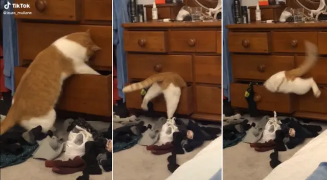 El gato hizo todo lo posible para lograr entrar en el cajón. El gato hizo todo lo posible para lograr entrar en el cajón.