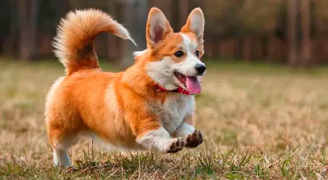 La página de Facebook llamada Vida Canina se encargó de divulgar este gracioso clip, que hasta el momento cuenta con 42 000 reproducciones y se volvió tendencia rápidamente. La página de Facebook llamada Vida Canina se encargó de divulgar este gracioso clip, que hasta el momento cuenta con 42 000 reproducciones y se volvió tendencia rápidamente.