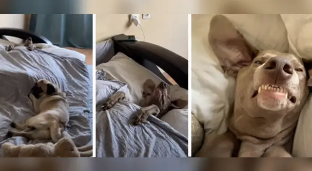 La curiosa escena del perro causó la risa de miles en las redes sociales. La curiosa escena del perro causó la risa de miles en las redes sociales.