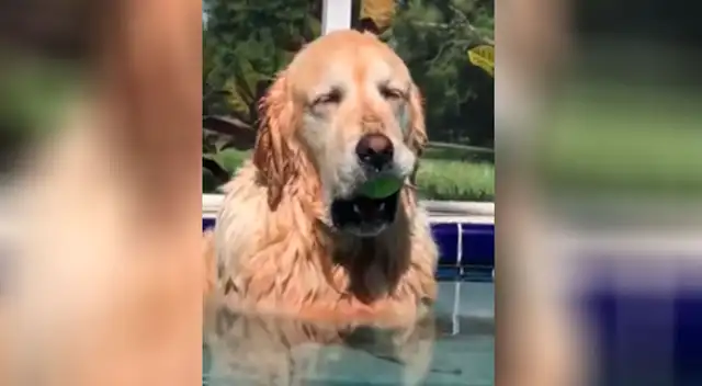 Perrito se queda dormido de tanto jugar en la piscina y video conmueve a todos
