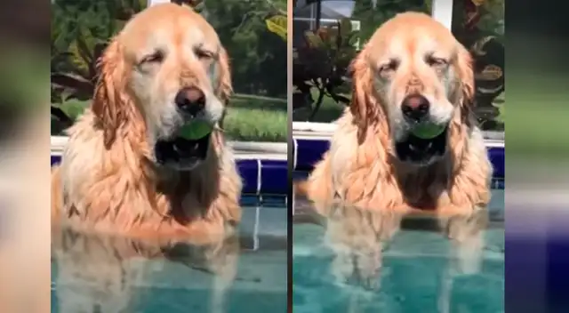 Perrito se queda dormido de tanto jugar en la piscina y video conmueve a todos