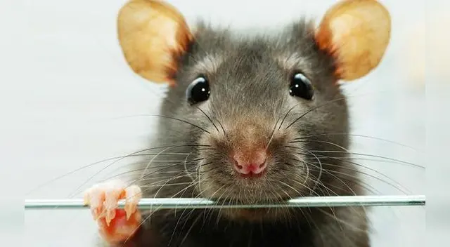 ¡Risas en TikTok! El roedor tuvo un triste final tras causar alboroto en concurrida calle limeña.