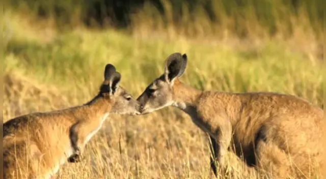 El drámatica momento fue compartido en las redes sociales para demostrar que los animales tienen emociones al igual que los humanos.