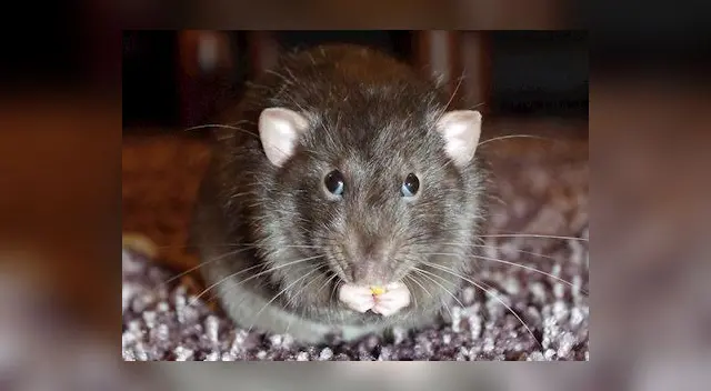El pequeño animal sorprendió a los ciudadanos que acudieron a Gamarra. El final inesperado dejó en shock a internautas.