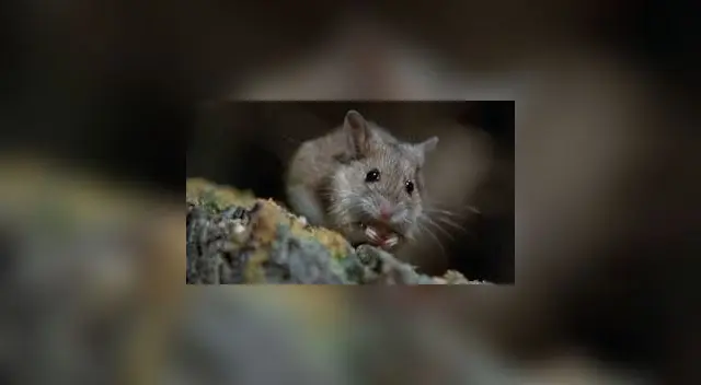 La rata tuvo un inesperado final tras saltar y asustar a varios ciudadanos en Gamarra.
