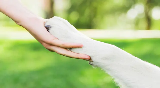 No hay duda que el perro es el mejor amigo del hombre.