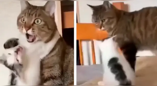 La escena del gato bebé siendo ignorado por su madre conmovió a miles en las redes sociales. La escena del gato bebé siendo ignorado por su madre conmovió a miles en las redes sociales.