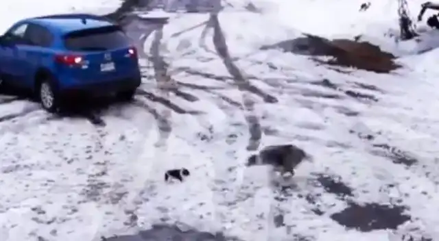 Perro salva a su amigo de ser atropellado