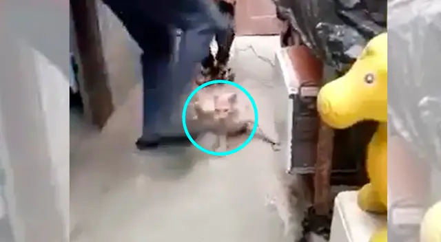 Denuncian maltrato animal en VMT.