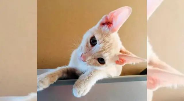 Denuncian maltrato animal en VMT.