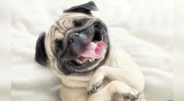 La tierna disculpa de un perrito para que su dueña no lo siga regañando