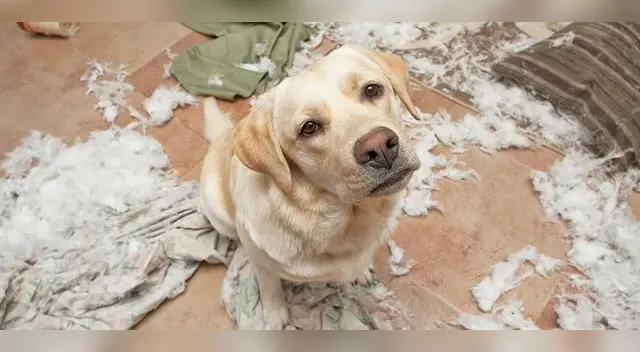 La tierna disculpa de un perrito para que su dueña no lo siga regañando