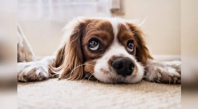 La tierna disculpa de un perrito para que su dueña no lo siga regañando