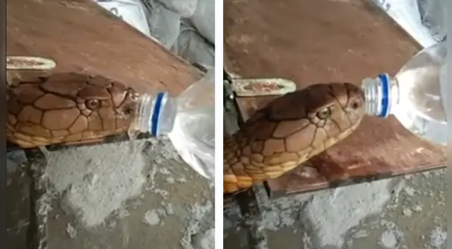 El increíble material audiovisual ha causado sensación en las redes sociales. El increíble material audiovisual ha causado sensación en las redes sociales.