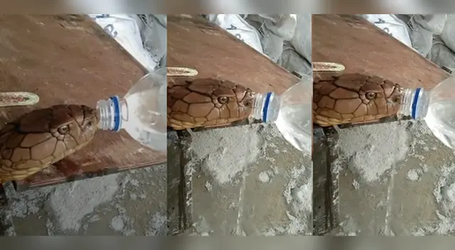 El insólito hecho ocurrió en Tailandia. El insólito hecho ocurrió en Tailandia.