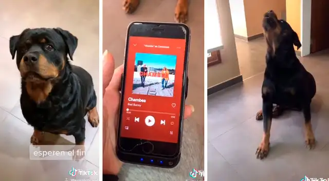 La curiosa reacción de este perrito se volvió viral en TikTok.