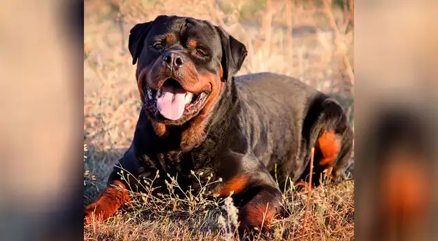 La curiosa reacción de este perrito se volvió viral en TikTok.