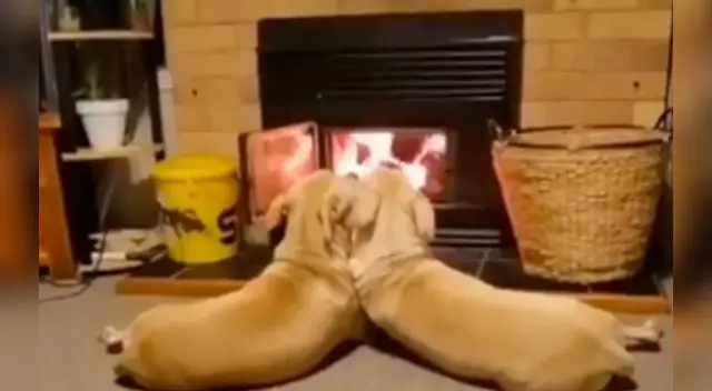 La adorable pareja cautivó a miles de usuarios en las redes sociales. La adorable pareja cautivó a miles de usuarios en las redes sociales.