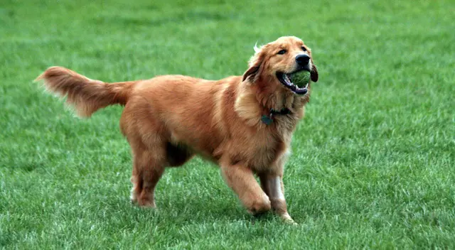 Perrito abraza a su dueño para que su padre no le siga gritando Perrito abraza a su dueño para que su padre no le siga gritando