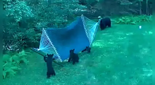 El peculiar comportamiento de los pequeños osos ha causado sensación en las redes sociales.