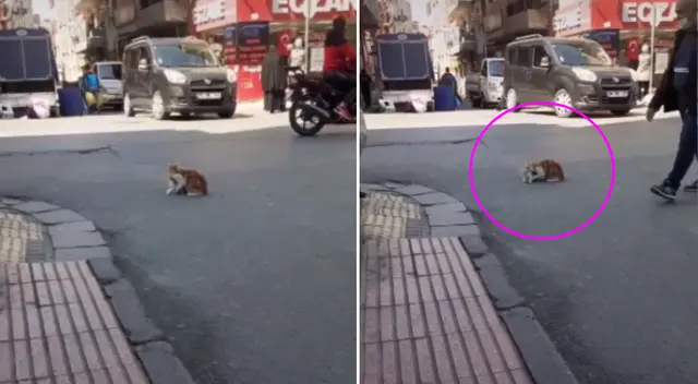 La gatito cargó a su cría para ponerla a buen resguardo.