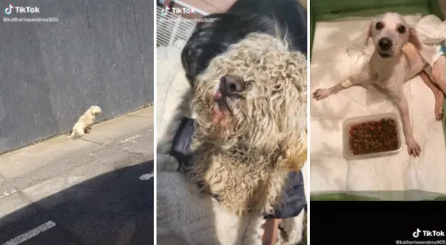 El perrito fue encontrado arrastrándose en medio de una concurrida vía. El perrito fue encontrado arrastrándose en medio de una concurrida vía.