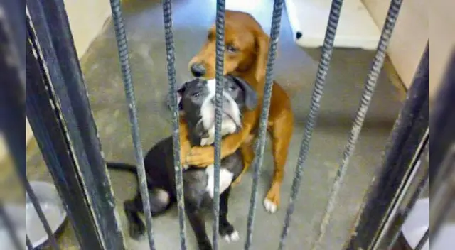 La foto se hizo viral en redes sociales.