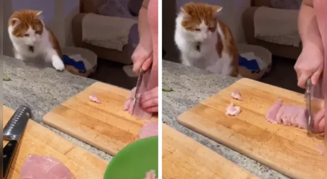 El comportamiento del pequeño felino causó furor en las redes sociales.