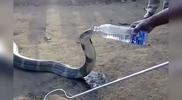 El insólito hecho ocurrió en Tailandia. El insólito hecho ocurrió en Tailandia.