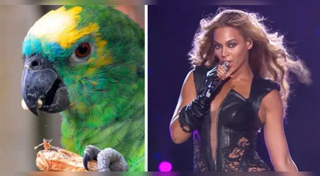 La interpretación del ave cantando If I were a boy de Beyoncé dejó impactados a muchos en Internet. La interpretación del ave cantando If I were a boy de Beyoncé dejó impactados a muchos en Internet.