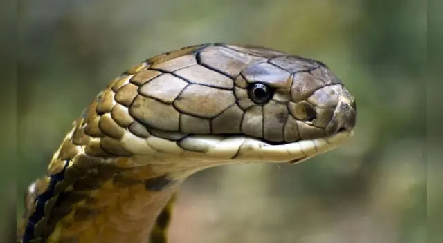 Los expertos en animales indicaron que el reptil que se observa en el video viral es una cobra rey. Los expertos en animales indicaron que el reptil que se observa en el video viral es una cobra rey.