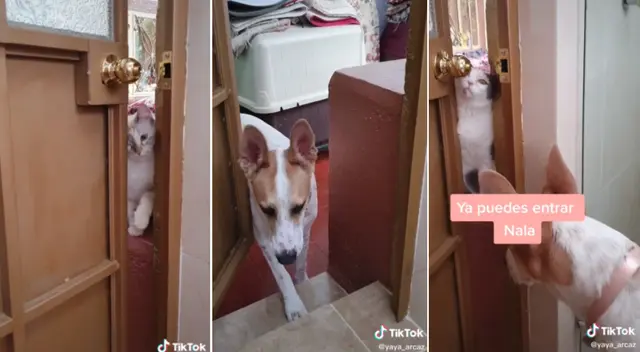 La joven tuvo que abrirle la puerta del baño a sus tres mascotas. La joven tuvo que abrirle la puerta del baño a sus tres mascotas.